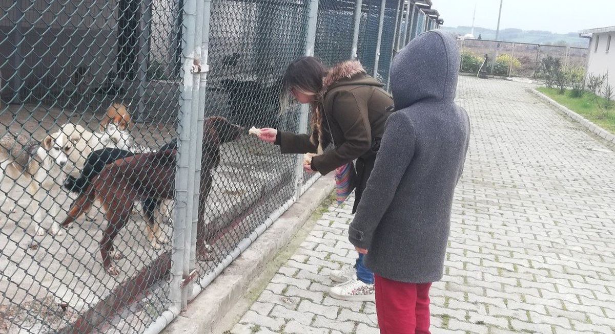 Hayvanları Elleri ile Beslediler