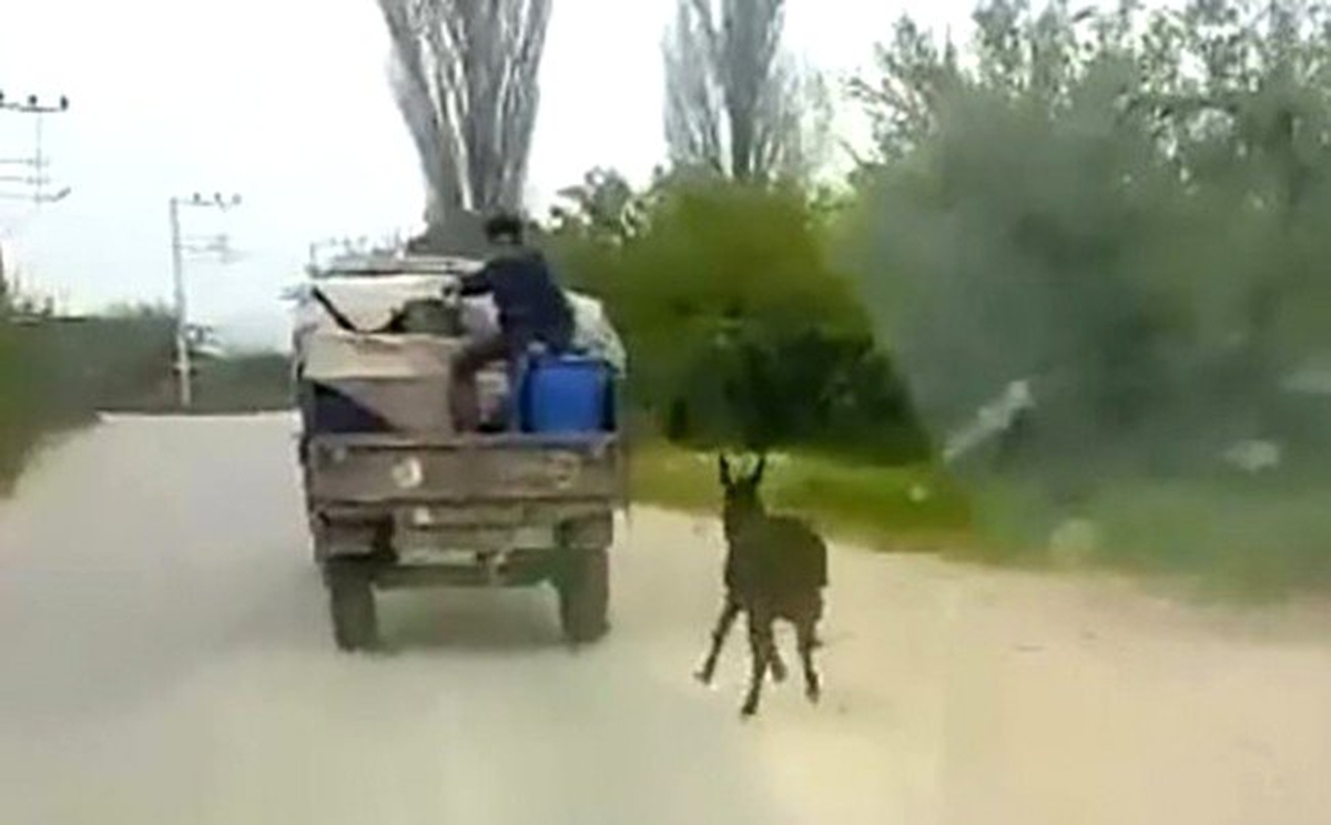 Kötü Muameleye Maruz Kalan Eşeği Jandarma Buldu