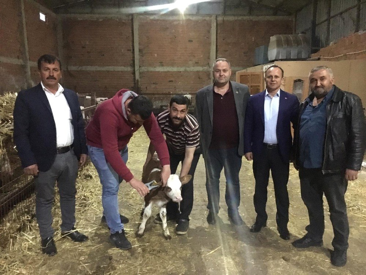 Tekirdağ Dsyb Kulak Küpesi Uygulamasına Başladı