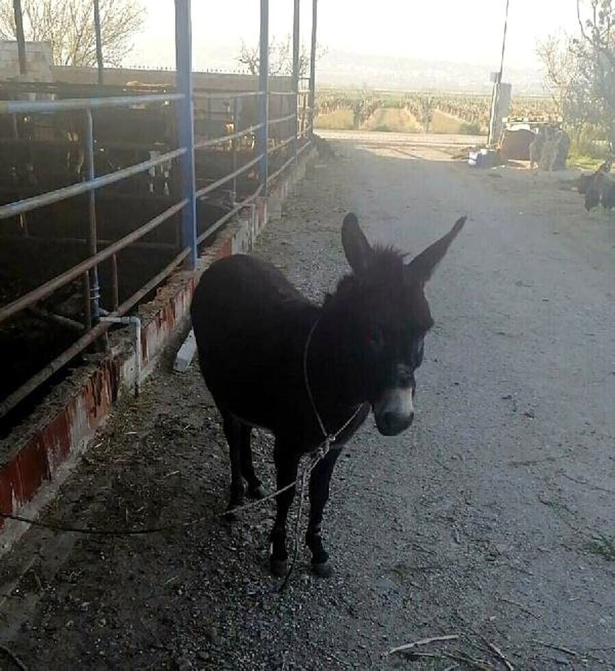 Turgutlu\'da Eşeğe Kötü Muamelede Bulunan 2 Kişi Yakalandı