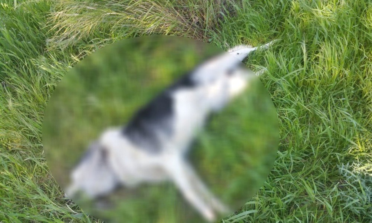 Çeşme\'de Sahipli İki Köpeğin Öldürülmesine Tepki