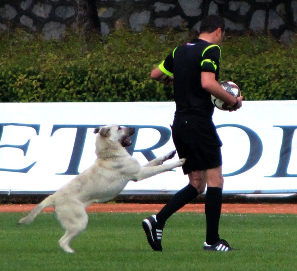 Sahaya Önce Köpek, Sonra Taraftar Girdi