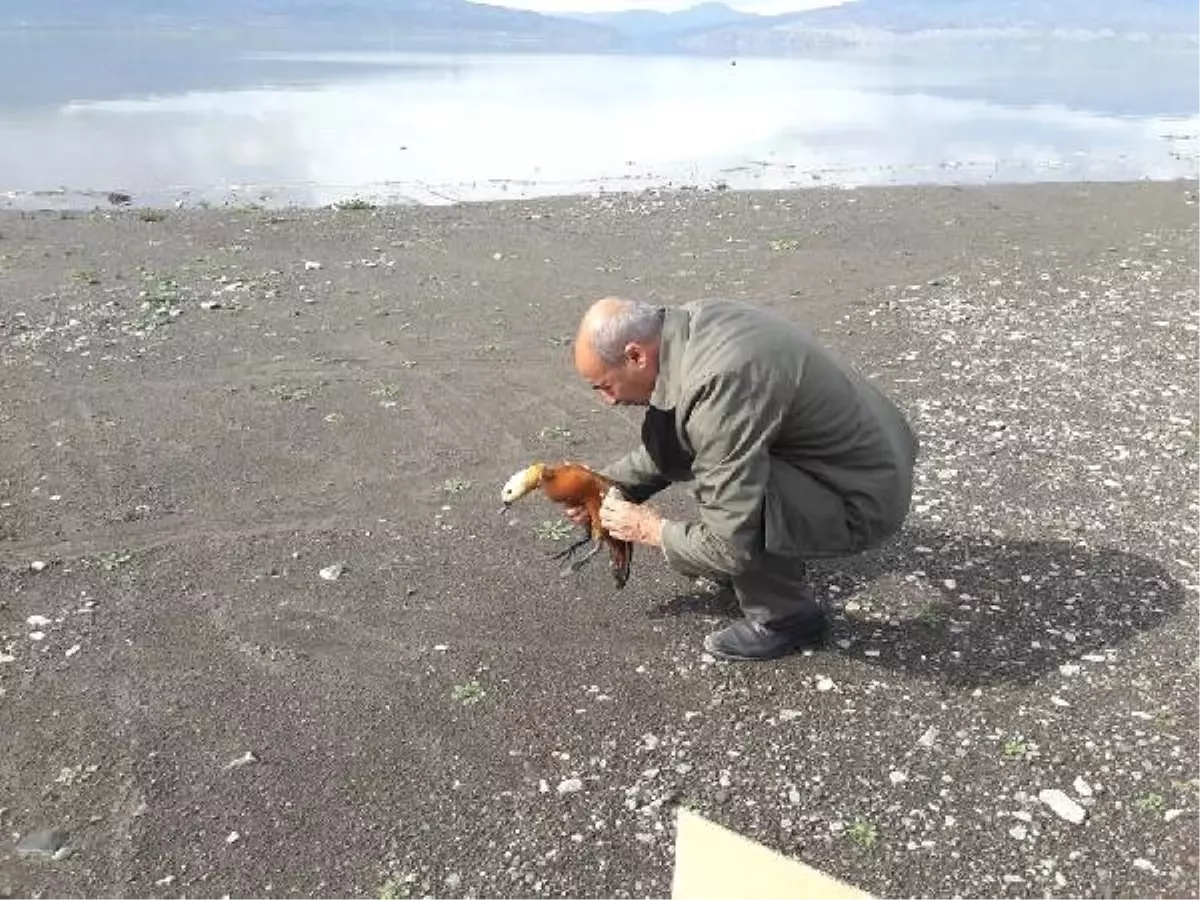 Tedavisi Tamamlanan Angut Kuşu, Doğaya Bırakıldı