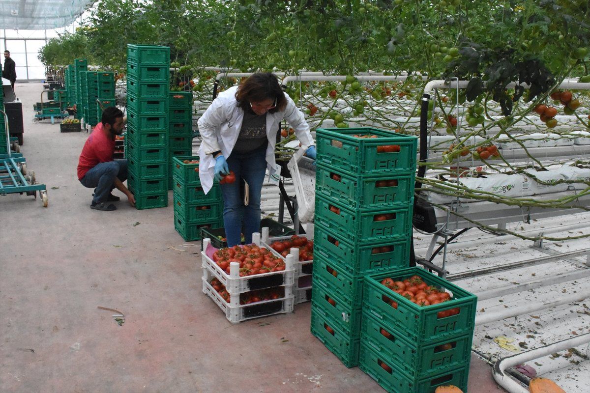 Teknolojik Serada Üretilen Domatesler Avrupa\'ya Satılıyor