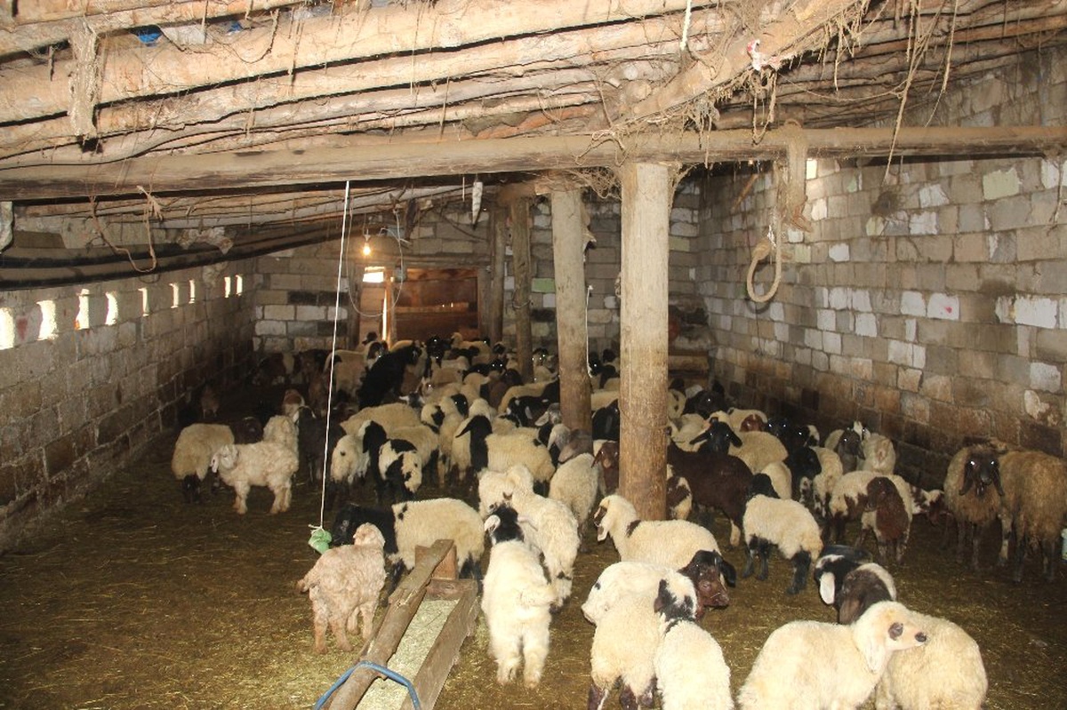 Yağışlardan Tahrip Olan Ahırdaki 300 Hayvan Dışarıda Kaldı