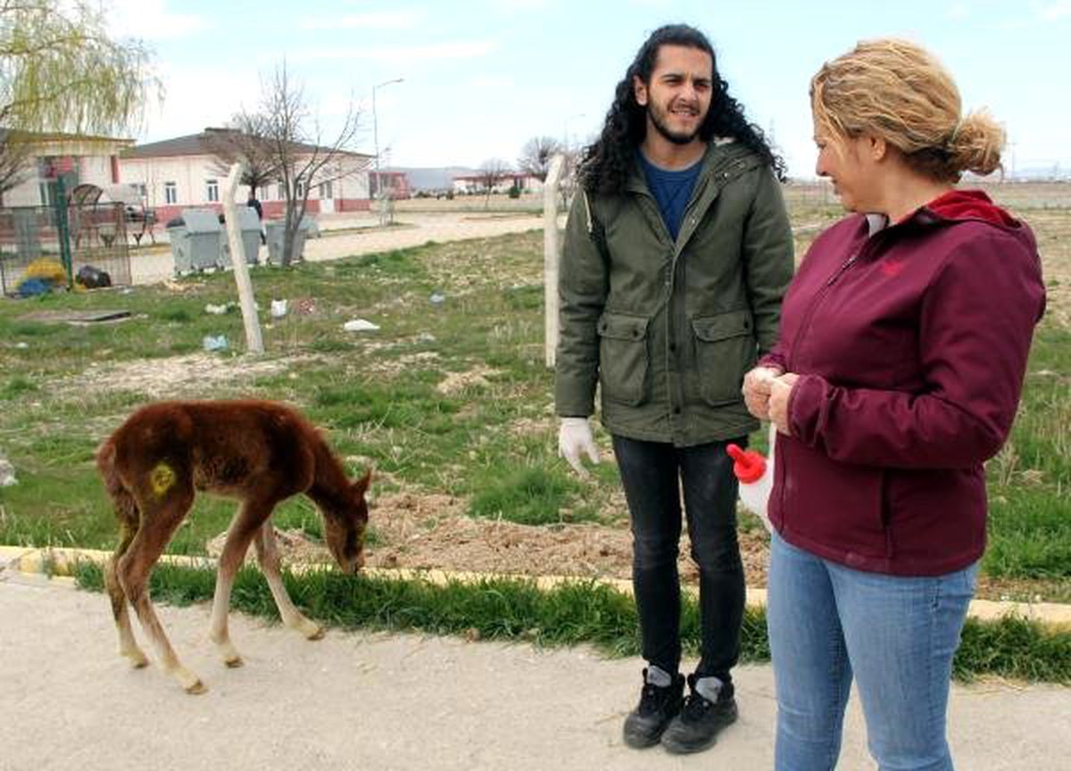 Yaralı Bulunan Tay Tedaviye Alındı
