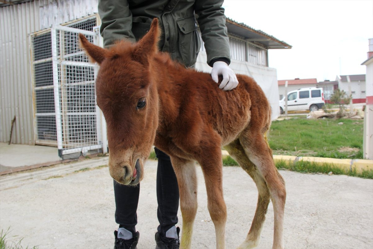 Yaralı Yılkı Atı Yavrusu Tedavi Altına Alındı