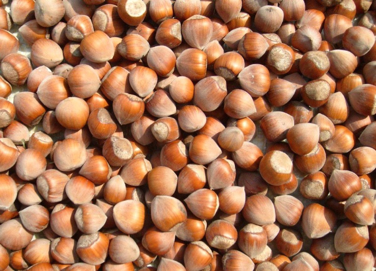 7 Ayda 189 Bin Ton Fındık İhraç Edildi