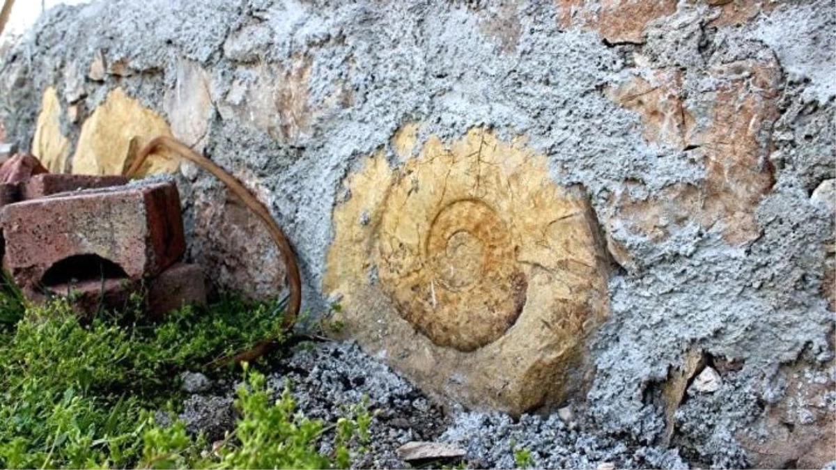 Adıyaman\'da Salyangoz Olduğu Sanılan Fosil, 200 Milyon Yıllık Ammonit Çıktı