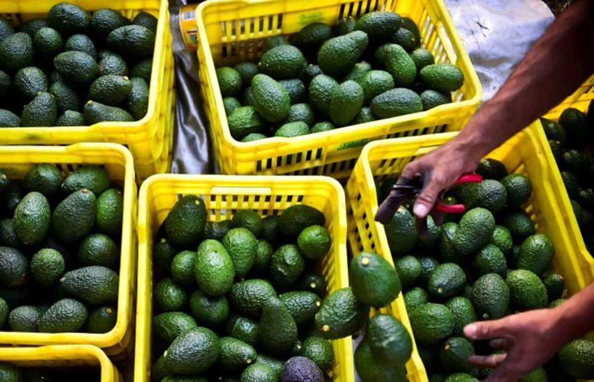 Avokado, Meksika\'da patates oldu!