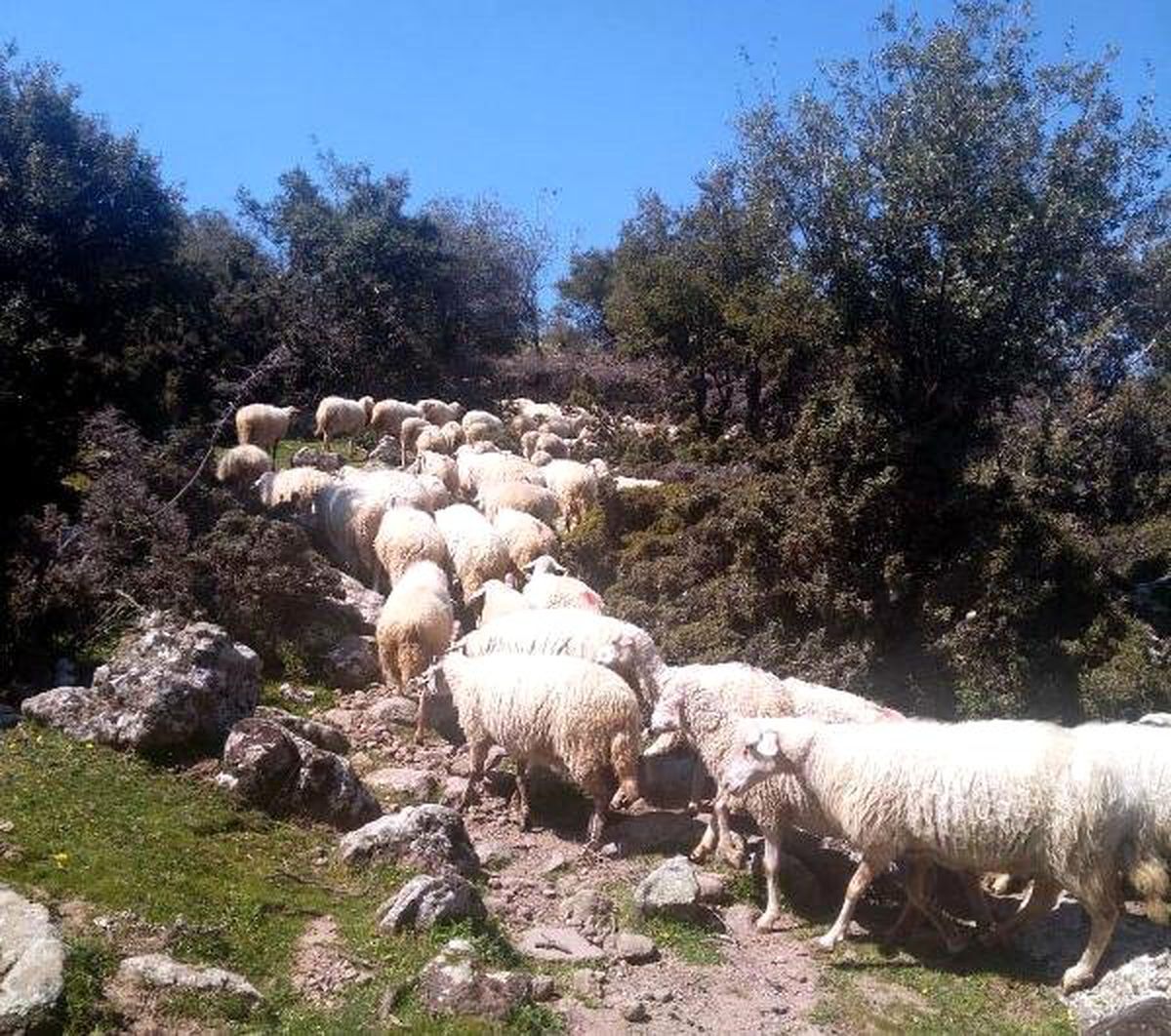 İzmir\'de, 83 Koyunluk Sürü Hırsızlığı