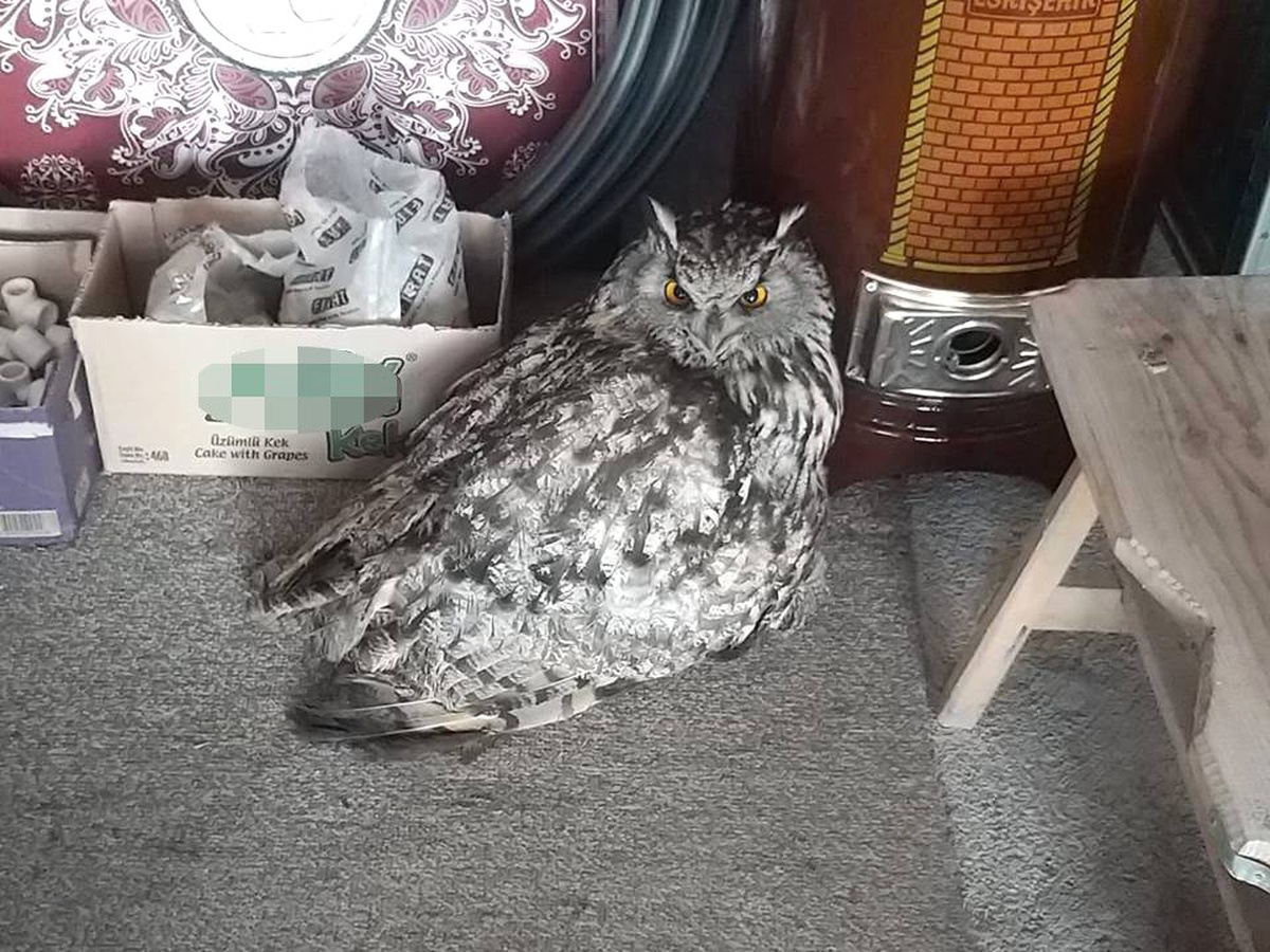 Kars\'ta Yaralı Puhu Tedavi Altına Alındı