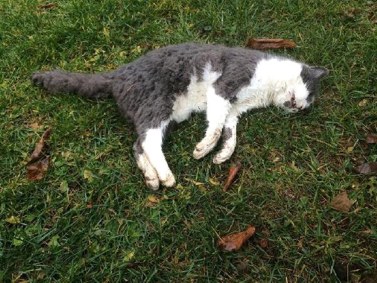 Kedi ve Köpeklerin Zehirlenmesinde Doktor Sanık Oldu