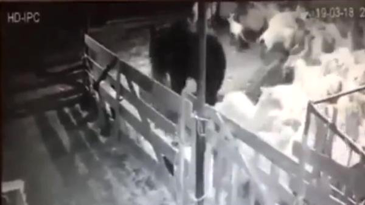 Kosova\'da Ahıra Giren Ayı Koyunlara Saldırdı