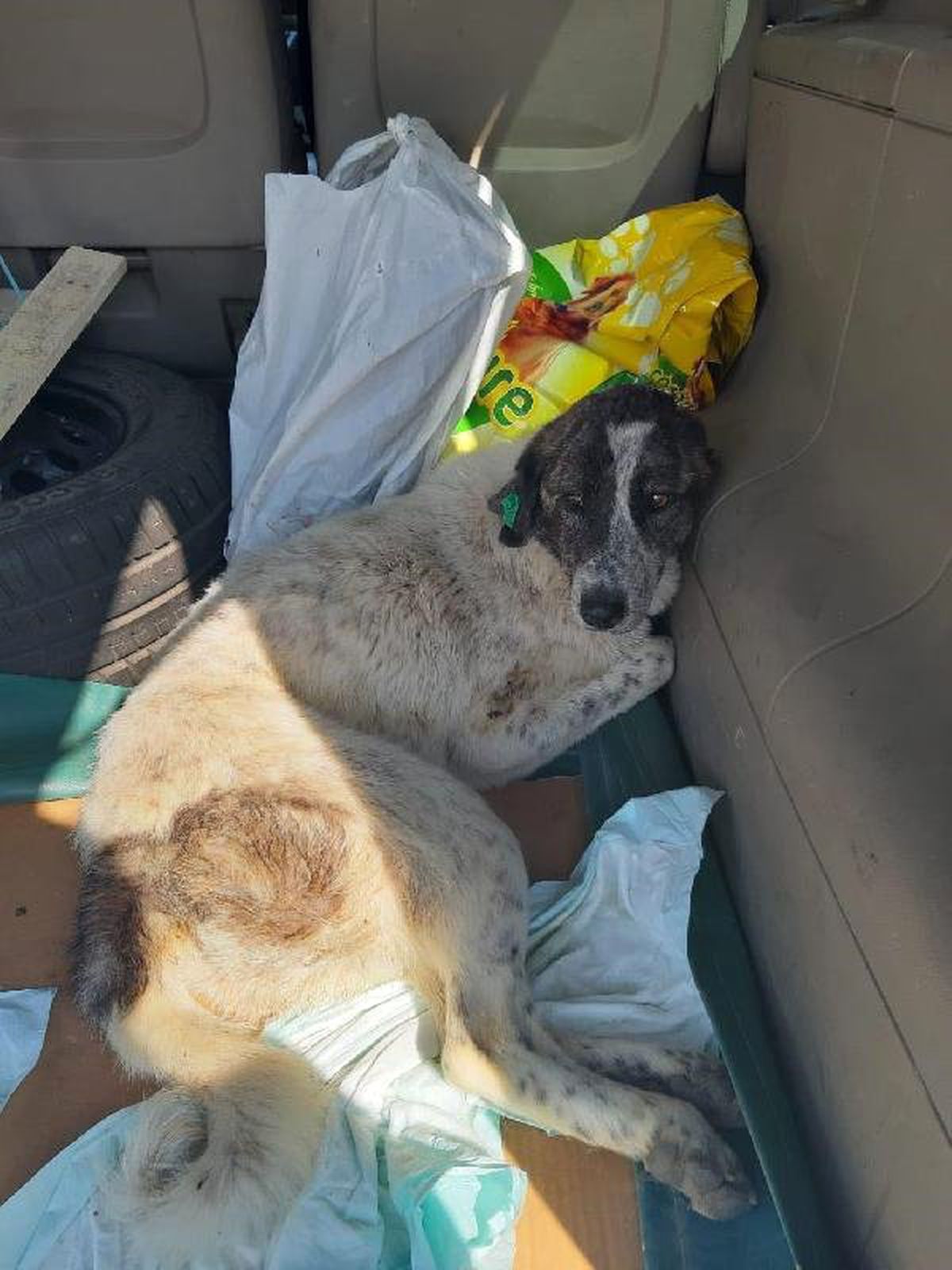 Kürekle Vurulan Köpek Felç Kaldı