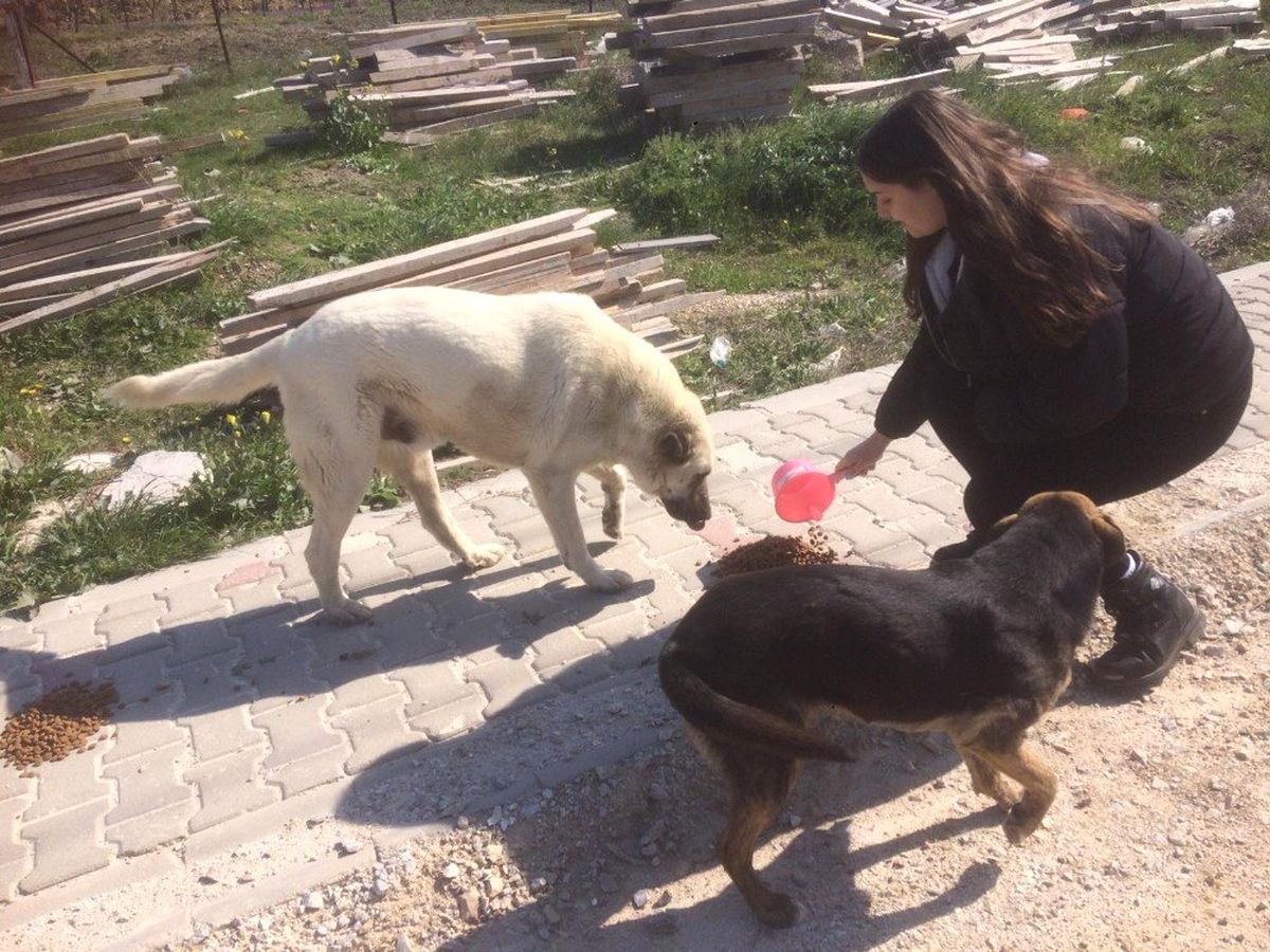 Lapseki\'de Sokak Hayvanlarını Elleriyle Beslediler