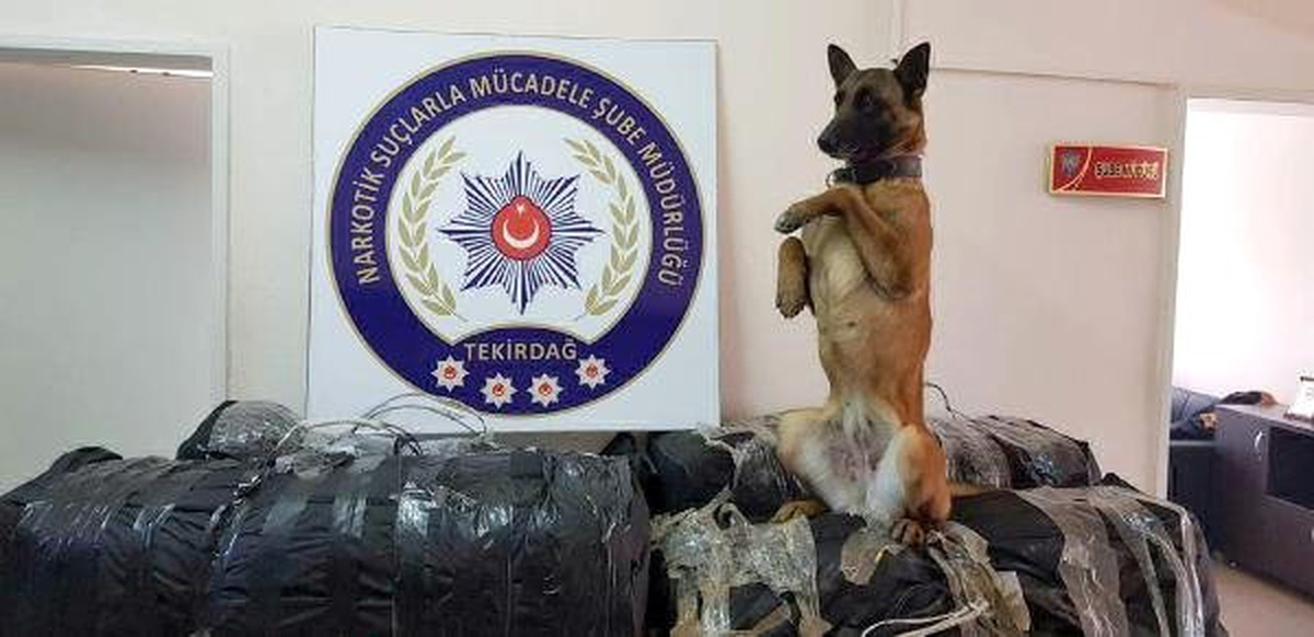 Narkotik Köpeği Kiraz, Tır\'da 131 Kilogram Skunk Buldu