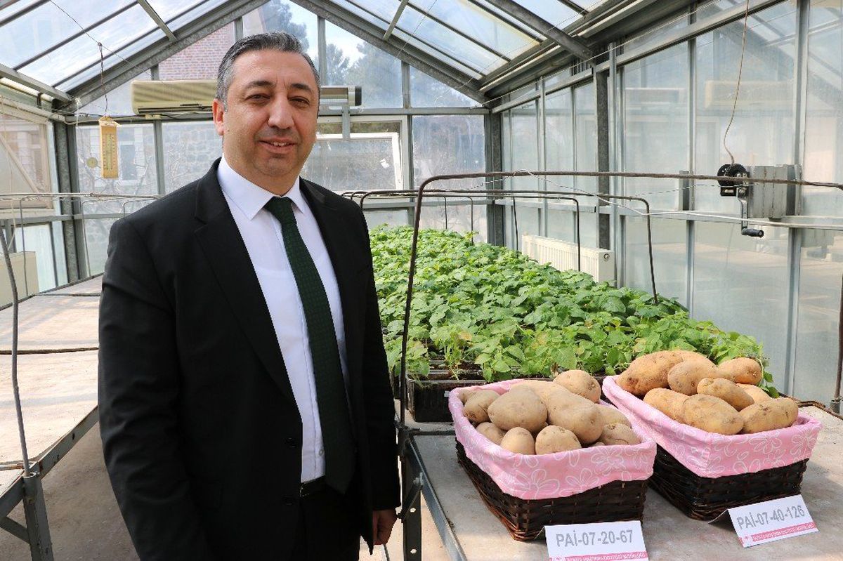 2 Yerli Patates İsim Bekliyor