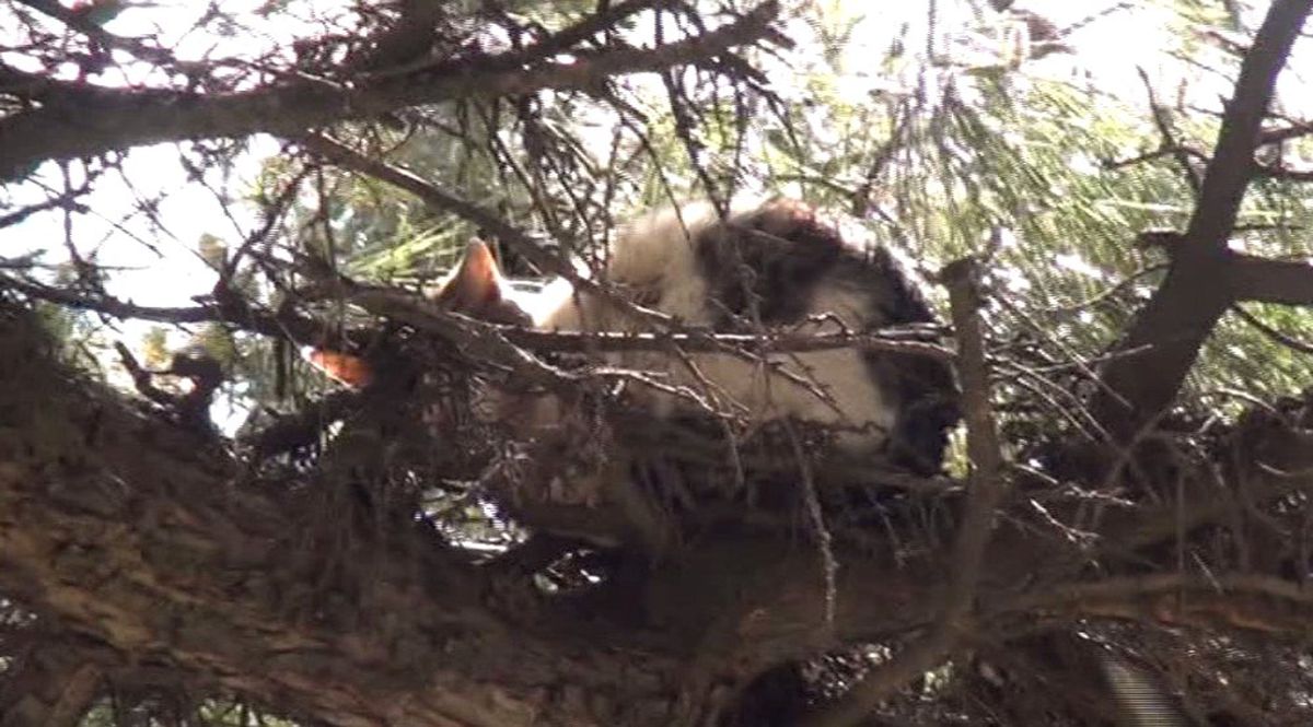 3 Gün Boyunca Ağaçta Mahsur Kalan Kedi İtfaiye Ekiplerince Kurtarıldı