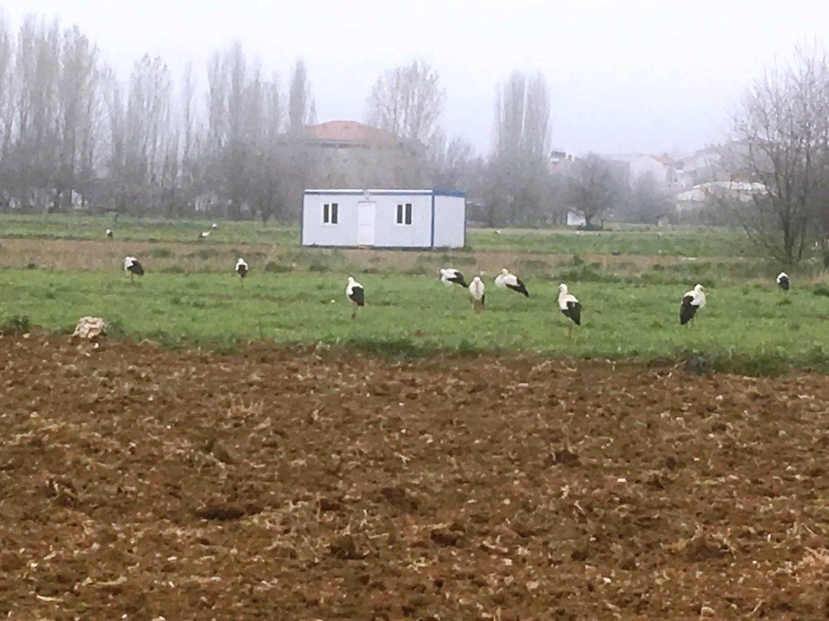 Aç Leylekler Yiyecek Arayışında