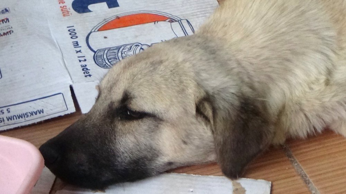 Ayağı Kırılan Köpek Tedavi İçin Özel Nakil Aracıyla İstanbul\'a Götürüldü