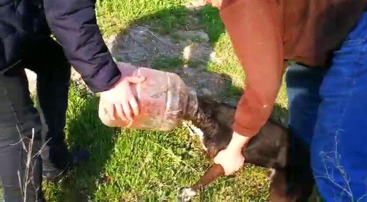 Kafası Bidona Sıkışan Köpeği Vatandaşlar Kurtardı