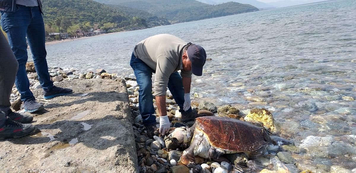 Kuşadası\'nda İki Ölü Caretta Caretta Sahile Vurdu