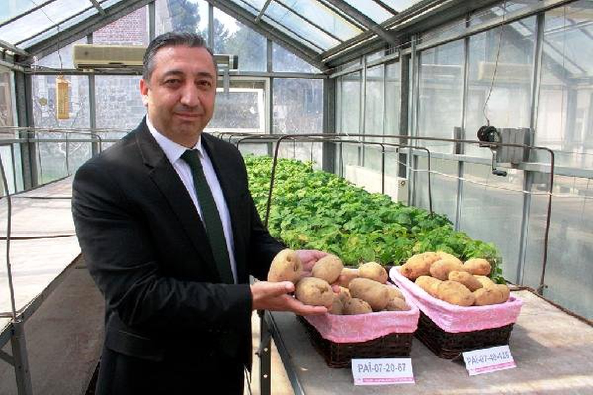 Milli Patateslerin İsmi Anketle Belirlenecek