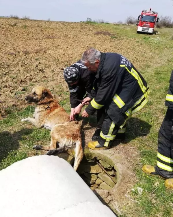 Su Kuyusuna Düşen Köpeği İtfaiye Kurtardı Son Dakika