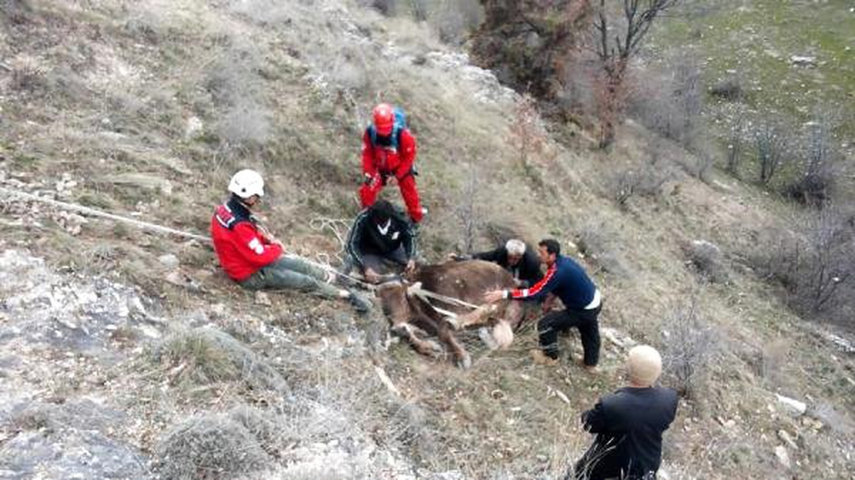 Uçuruma Yuvarlanan İnekler 6 Saatte Kurtarıldı