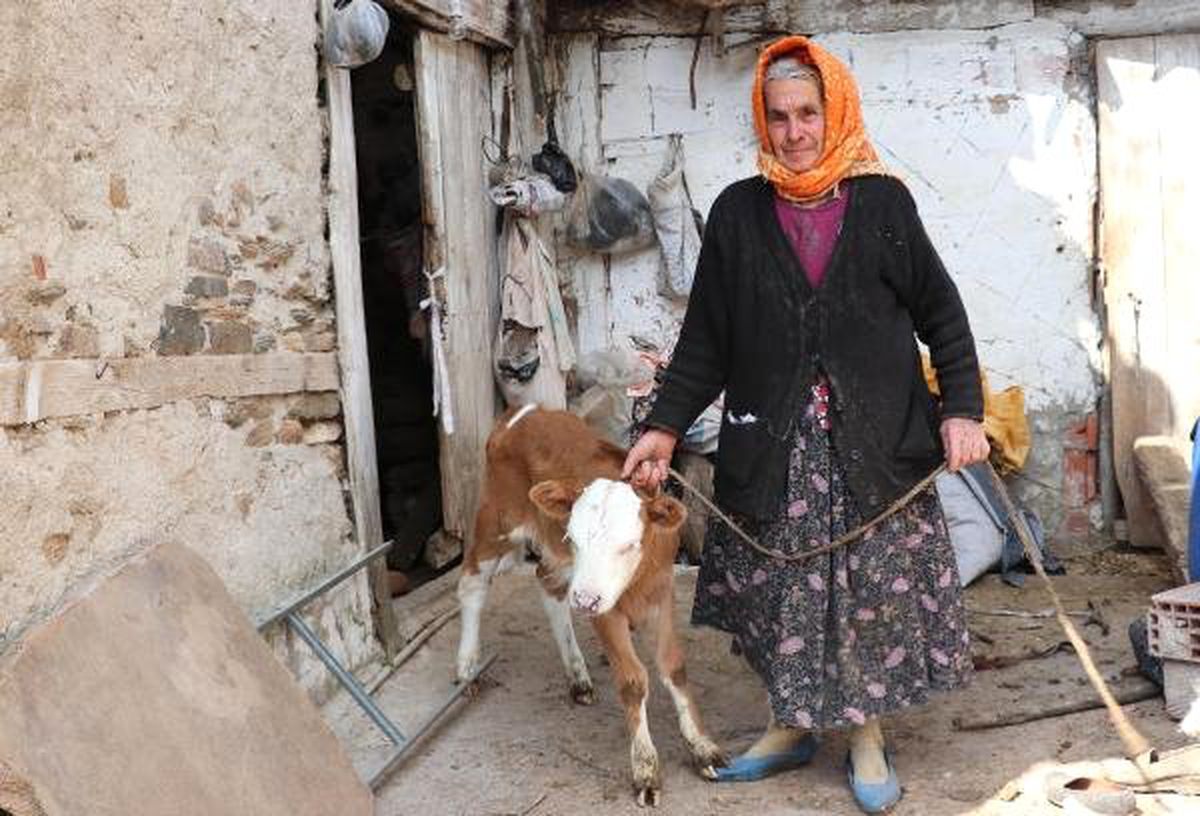 Uçurumdan Düşen İneği Öldü, Buzağısı ile Teselli Buluyor