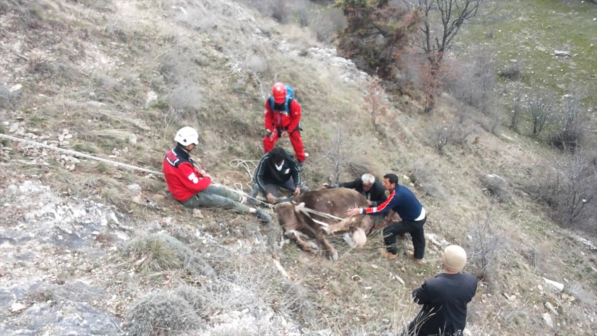 Uçurumdan Yuvarlanan İnekleri Akut Kurtardı