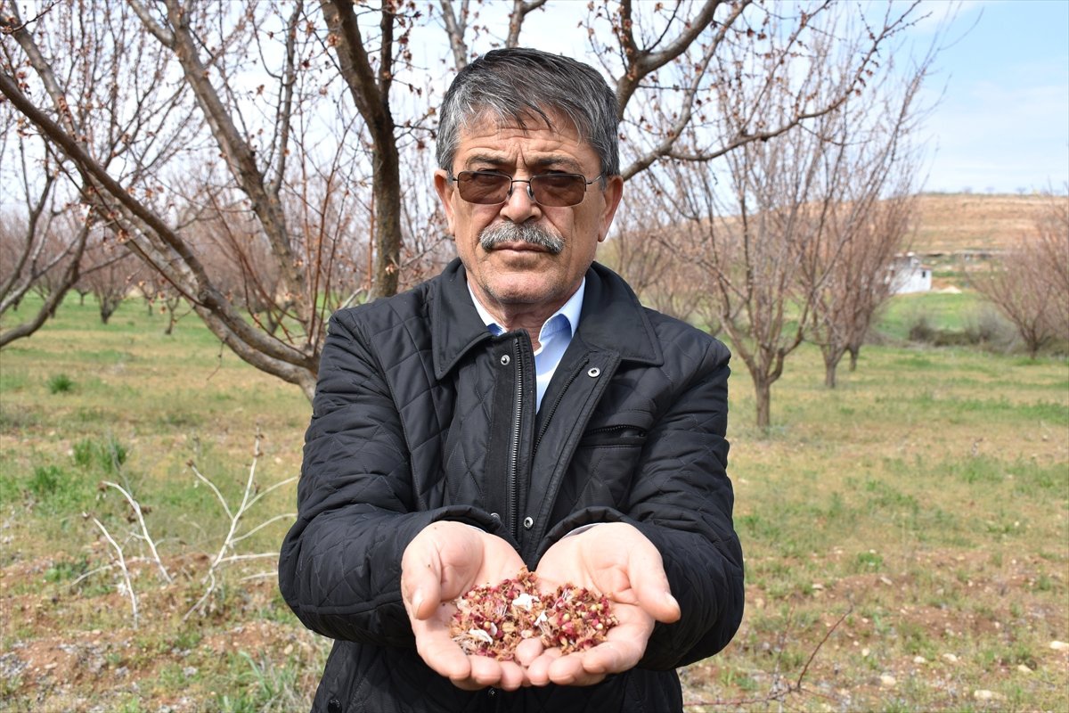 Zirai Don Kayısıda Rekolteyi Etkilemeyecek"