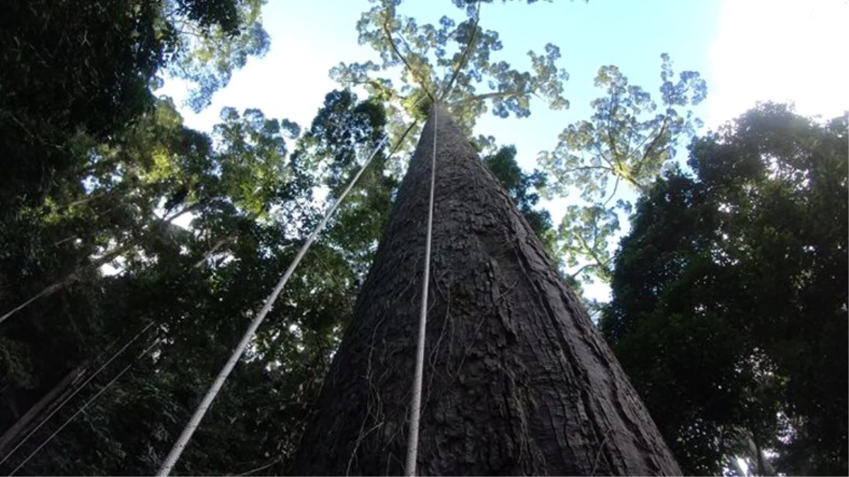Bilim İnsanları Dünyanın En Uzun Tropikal Ağacını Keşfetti