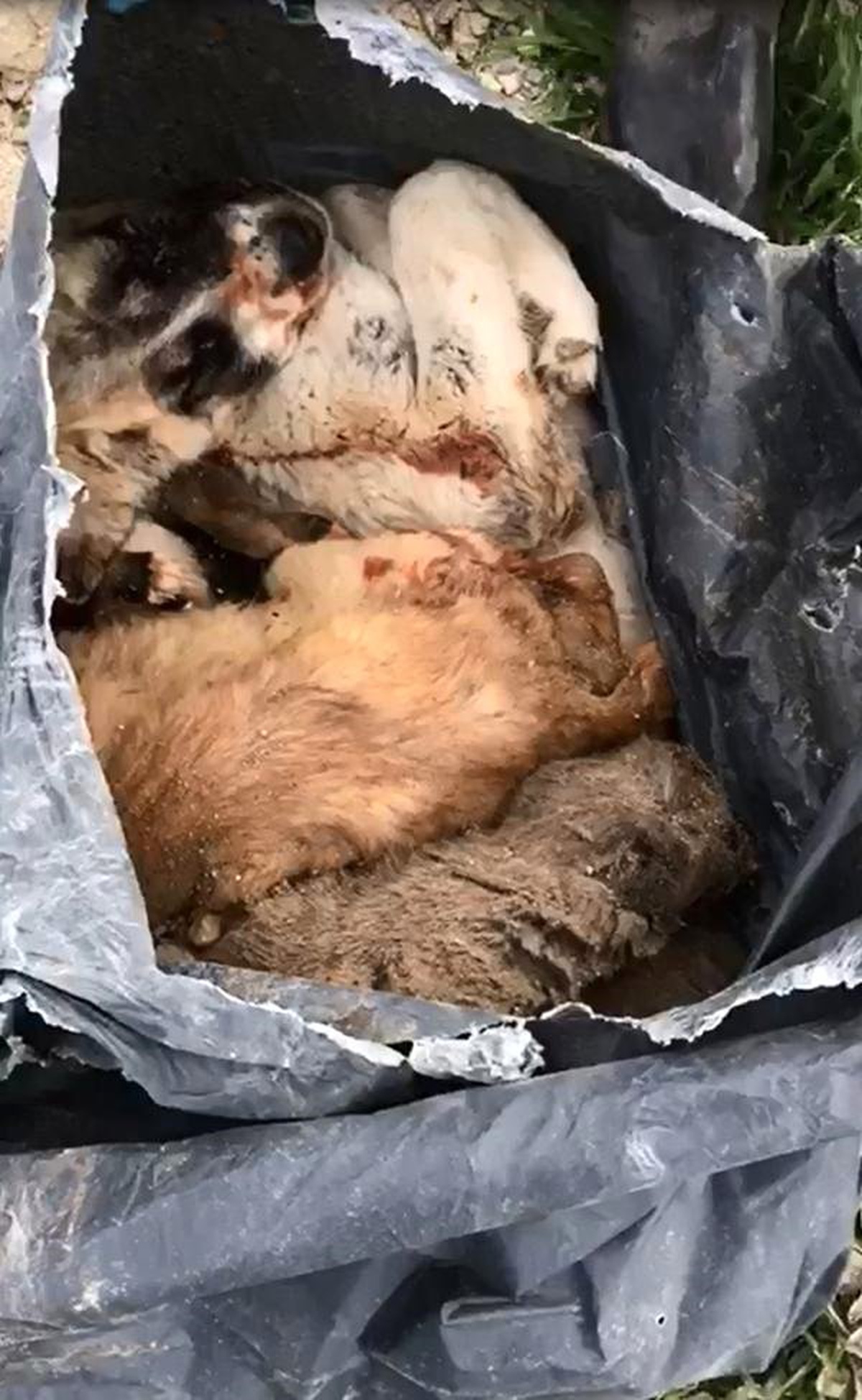 Burdur\'da Barınak Yakınındaki Çukurlarda Kedi ve Köpek Ölüleri Bulundu