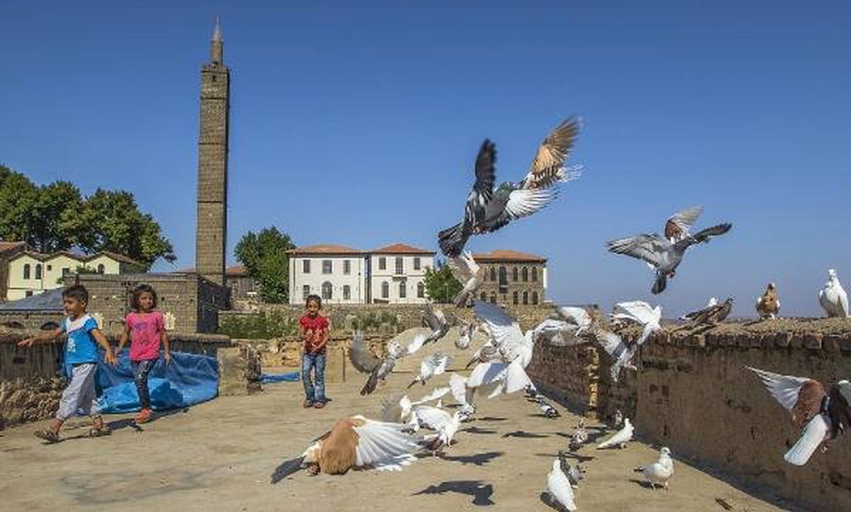 Diyarbakır, Güvercin Yetiştiriciliğinde Dünya Birincisi