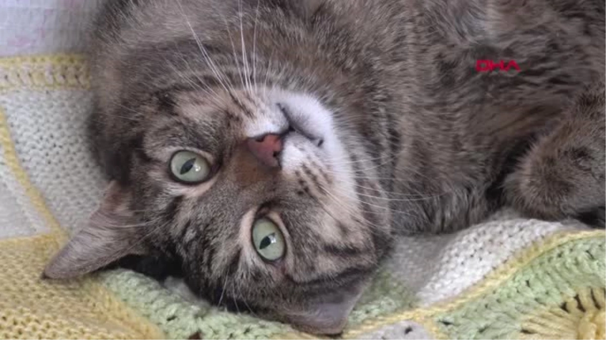 İzmit Kemik Kanseri Nedeniyle Felç Kalan Kedi, Sevgiyle Yaşıyor