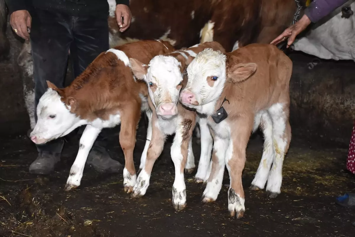 Marya" Üçüz Doğurunca Besicinin Yüzü Güldü