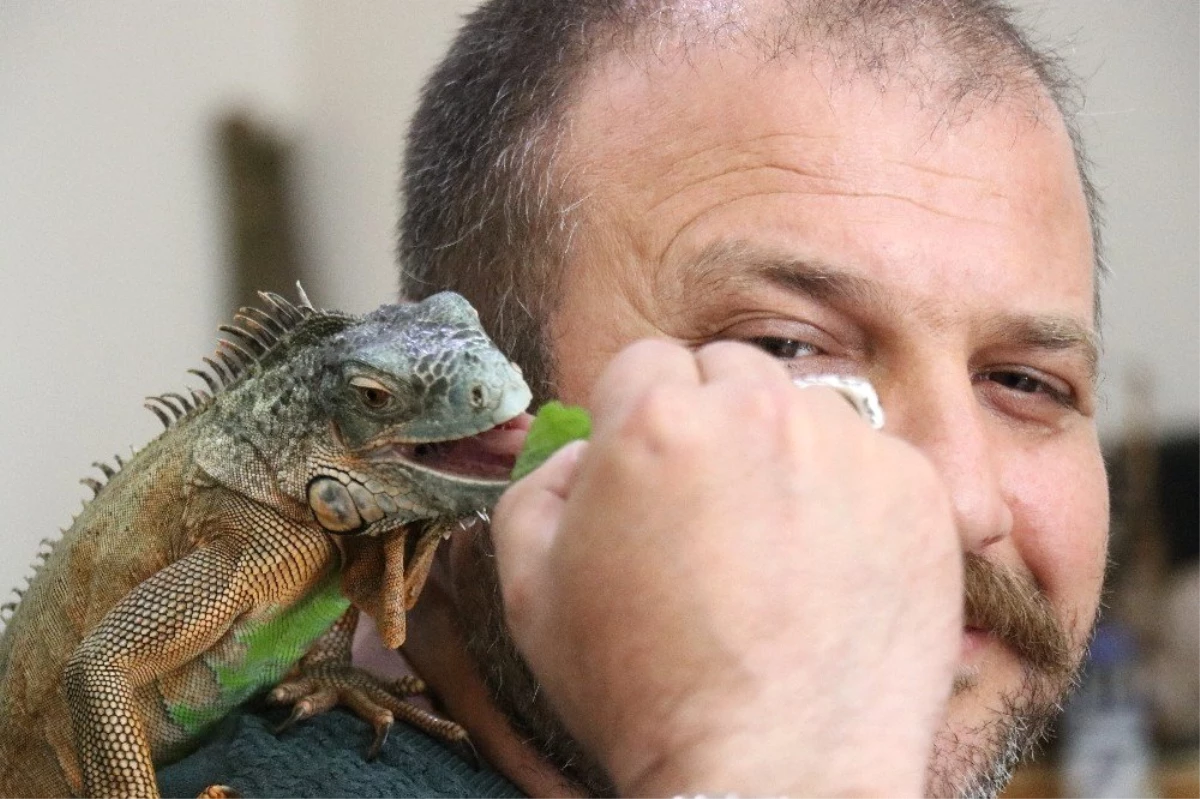 5 Yıldır Beslediği İguana En Yakın Arkadaşı Oldu
