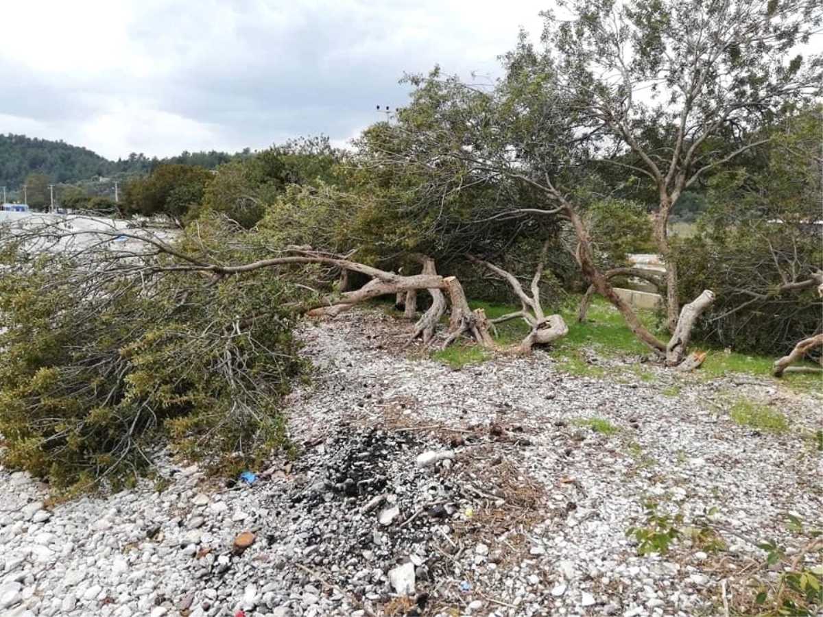 Akbük Sahilinde Ağaç Katliamı