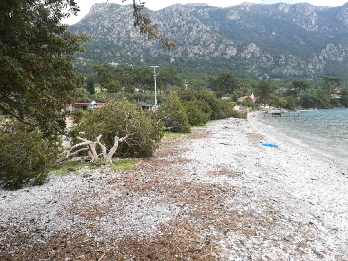 Akbük Sahilindeki Onlarca Ağaç Katledildi