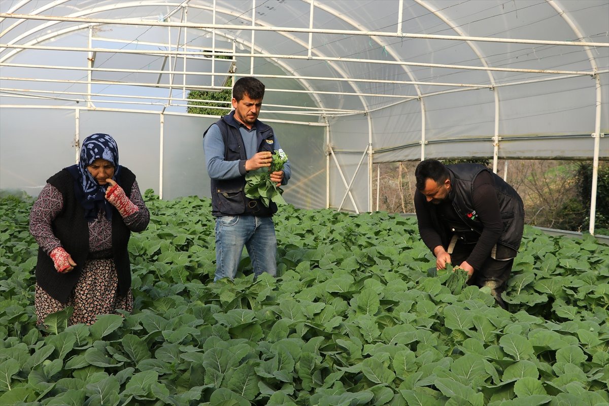 Aldığı Destekle Seralarını Büyüttü