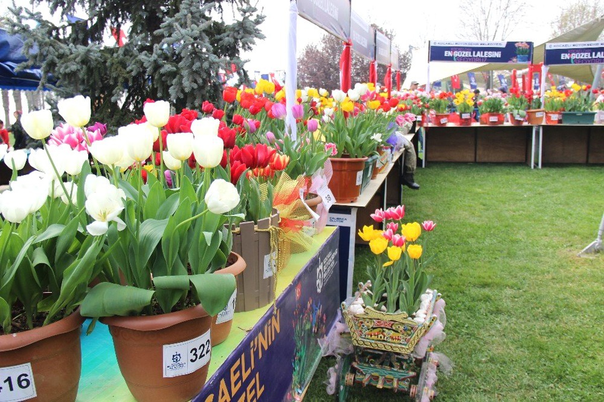 Bu Festivalde En Güzel Laleler Yarışıyor