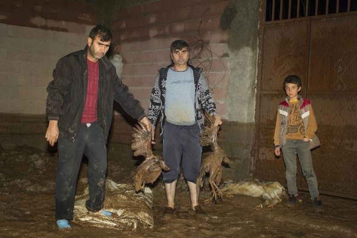Diyarbakır\'da Sağanak Sele Dönüştü, Çok Sayıda Tavuk Telef Oldu