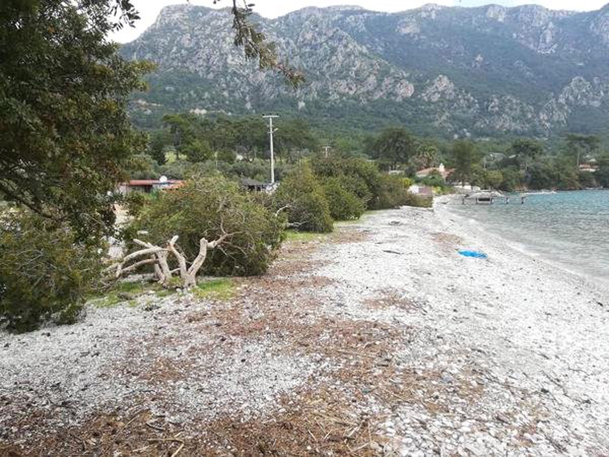 Dünyaca Ünlü Akbük Koyu\'nda Ağaç Katliamı