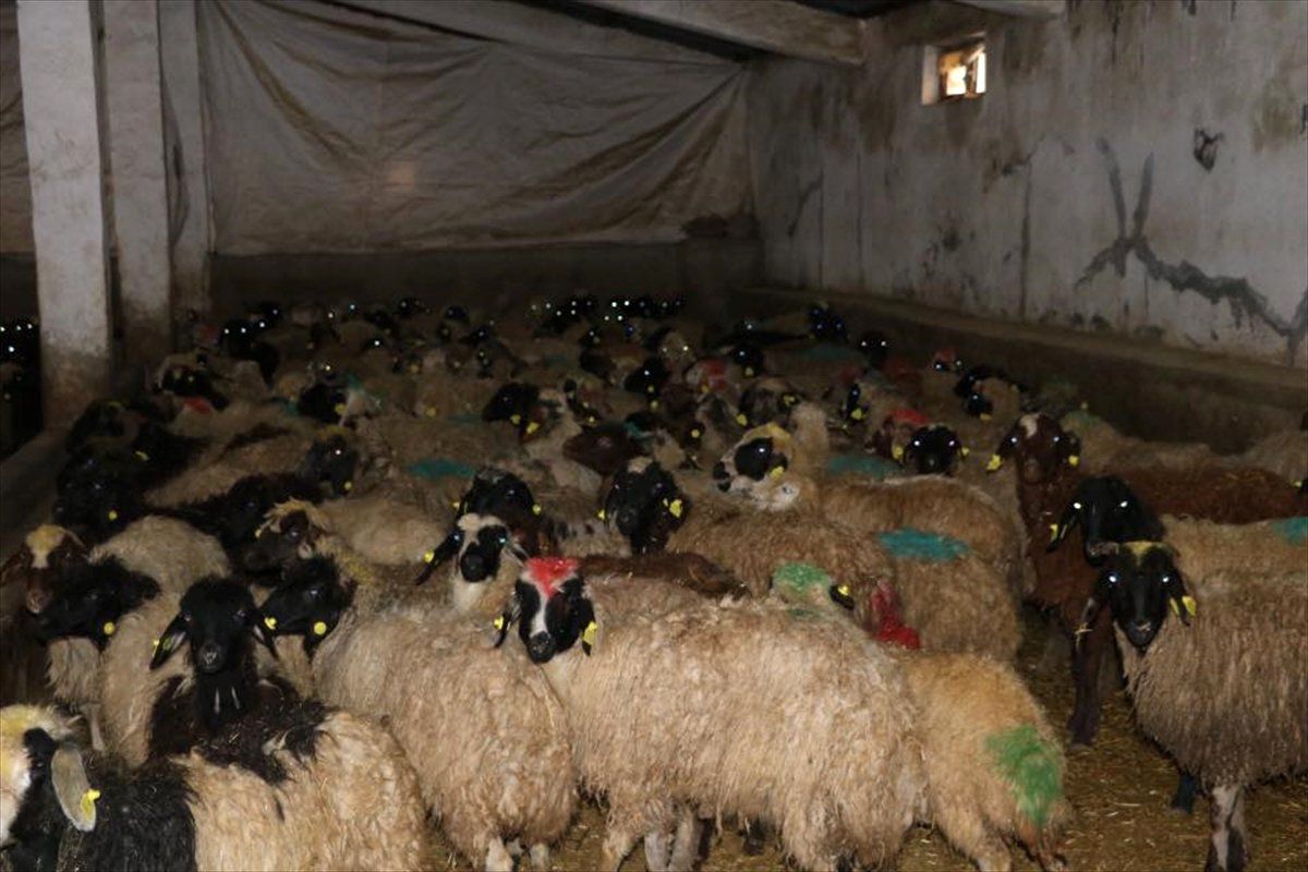 Kurtalan\'da Genç Çiftçilere Küçükbaş Hayvan Dağıtıldı