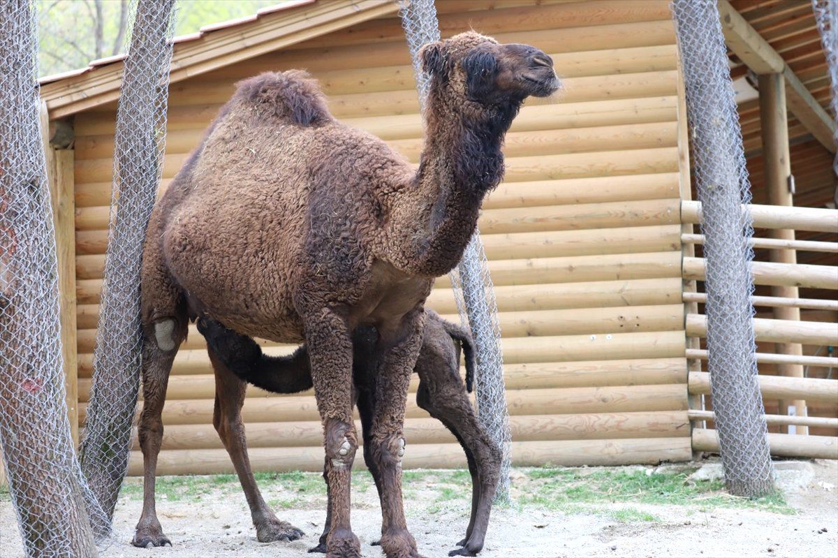 Ormanya\'nın Yeni Maskotu "Sahra"