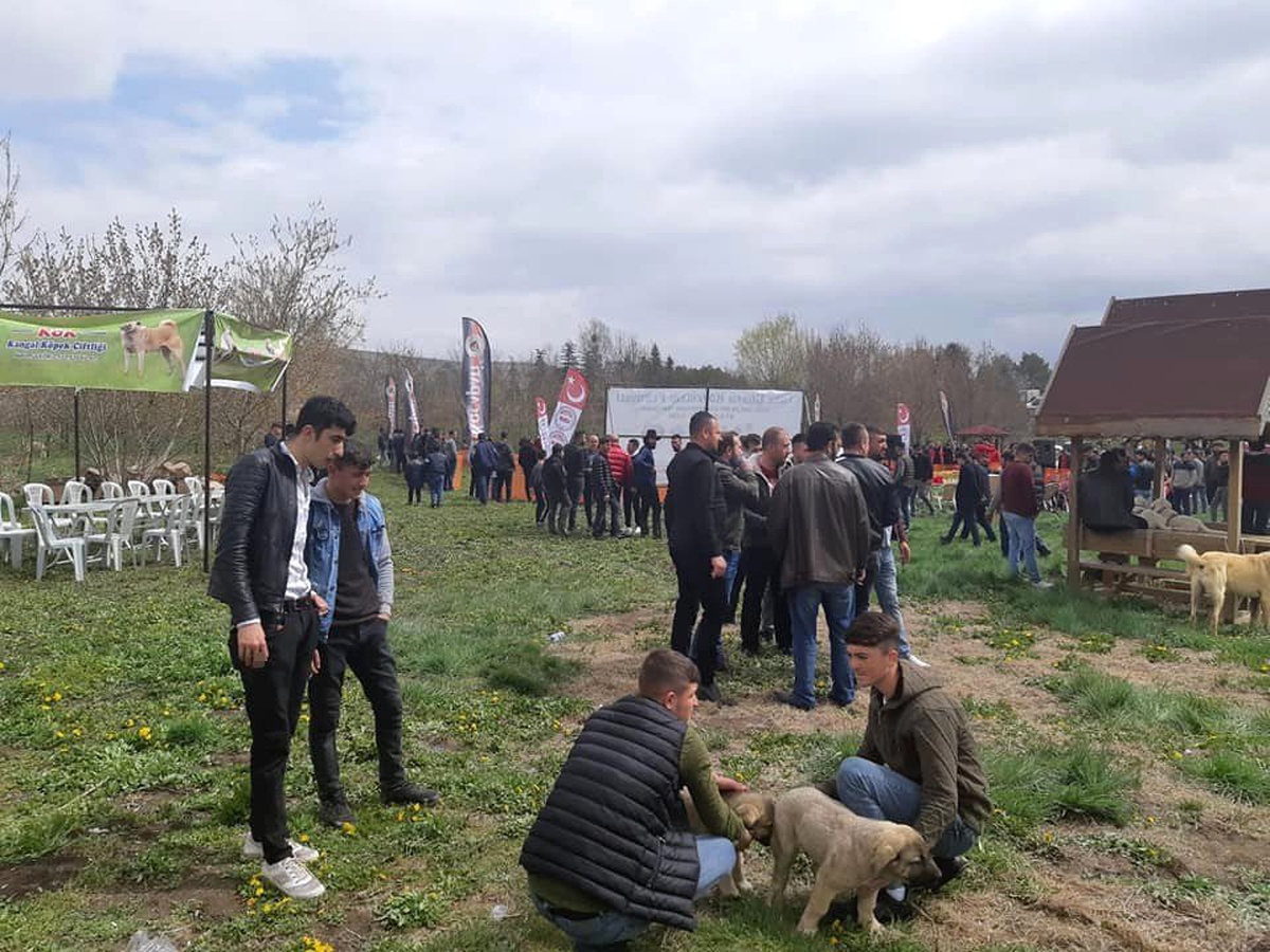 Türk Çoban Köpeği Festivali\'nde Köpekler Yarıştı