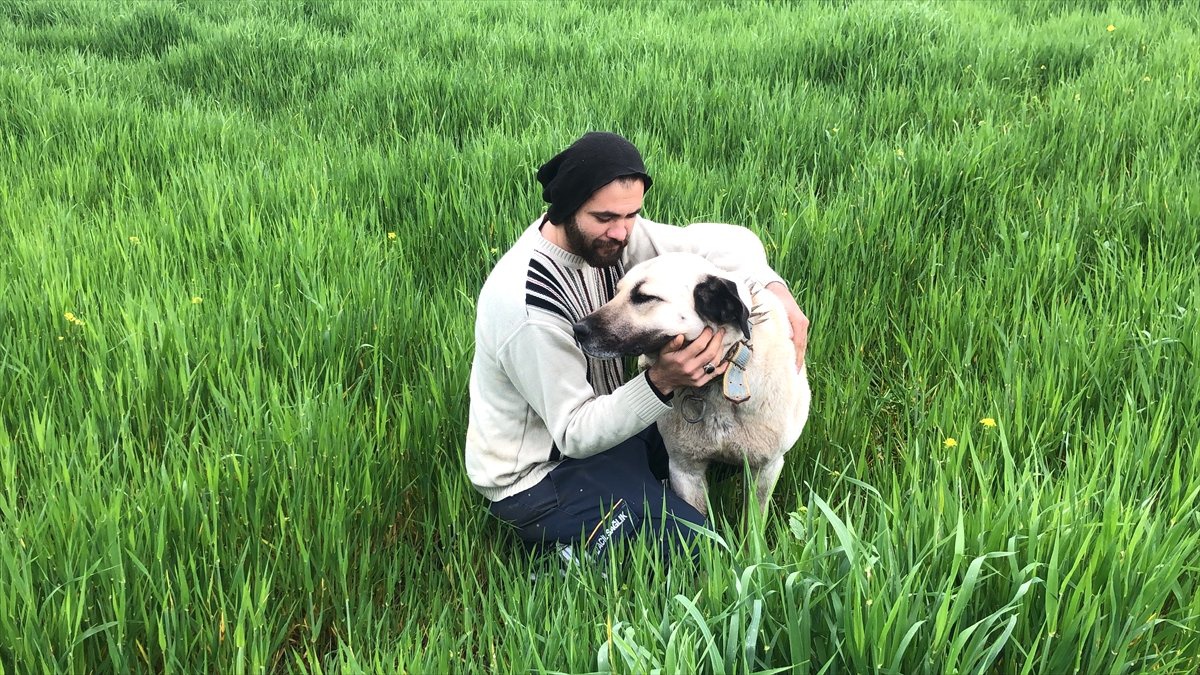 Yangında Yavruları Ölen Köpeğin Hüznü