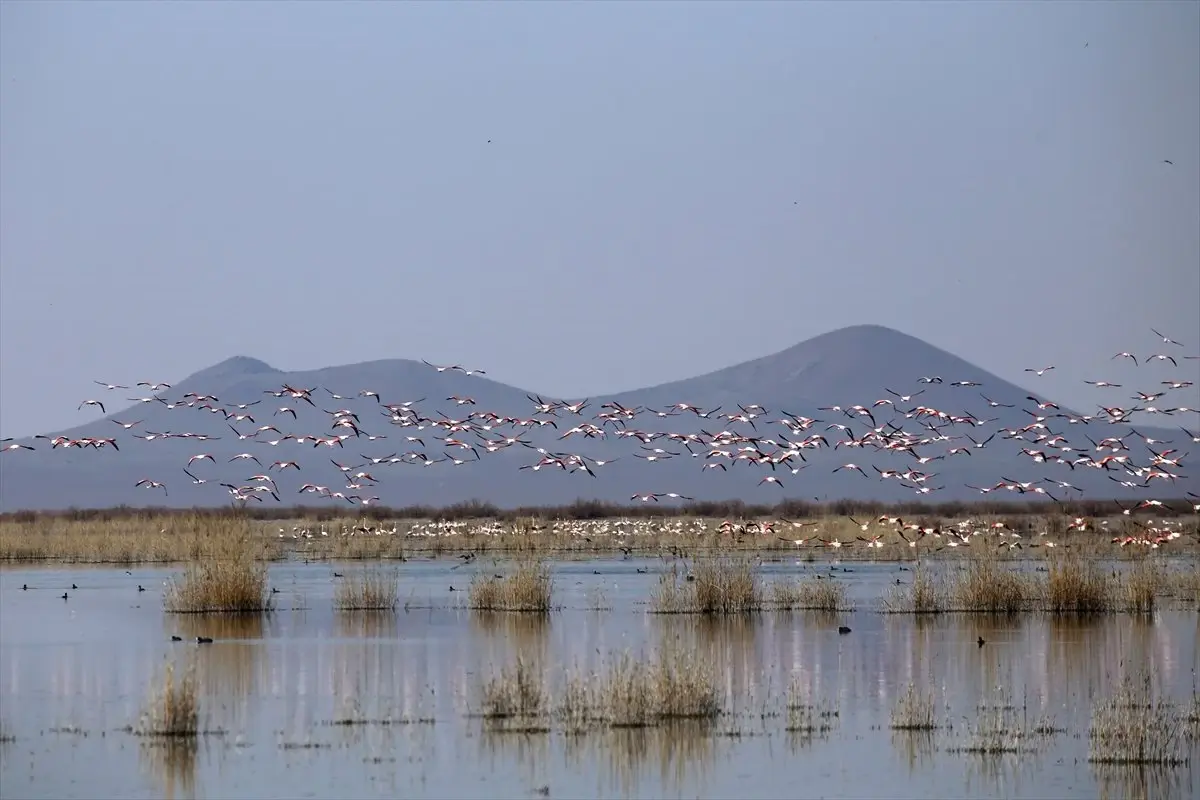 Akgöl\'ün Gelini" Allı Turnalar